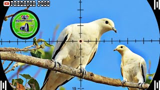 FLOCK OF WHITE AND JUMBO IMPERIAL PIGEONS AT THE BANYAN TREE SPOT / HUNTING IMPERIAL PIGEONS
