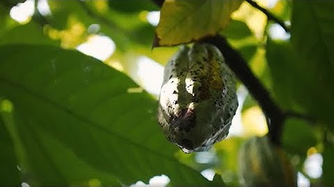 Case Study – Enabling Data-Driven Value at Barry Callebaut | PwC