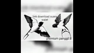 Suara panggil terbaik !!! premium panggil 8