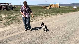 Foundational Training of Kit, the Border Collie Puppy. “Here”, “Hold” and “Walk Up”