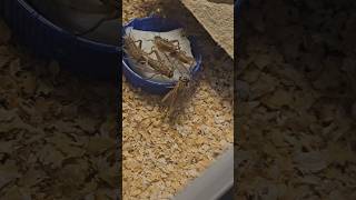Nuevo alimento vivo I Grillo Acheta Domesticus #shorts #grillos #alimentovivo