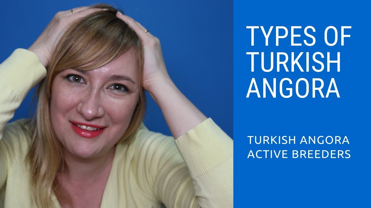 Types of Turkish Angora Cats - YouTube