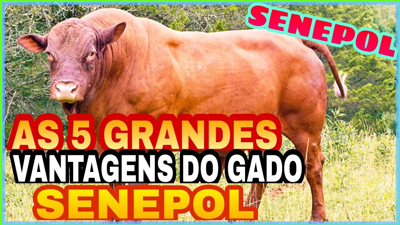 SENEPOL AS 5 GRANDES VANTAGENS.