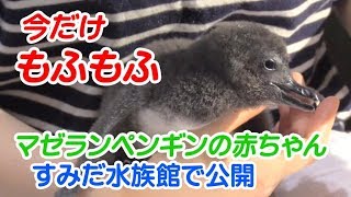今だけもふもふ！ マゼランペンギンの赤ちゃん公開 すみだ水族館 - YouTube