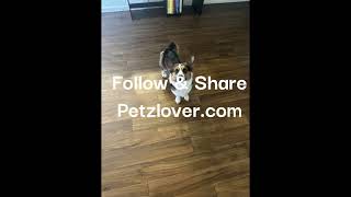 Maximum Elegance – A Charming Corgi Ready for His Forever Home! 👑🐶