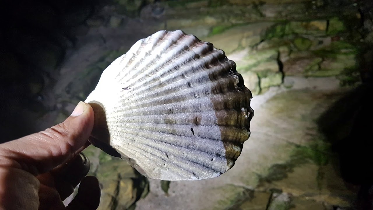 Walking Shell Walking Shells at Ruwais beach - YouTube