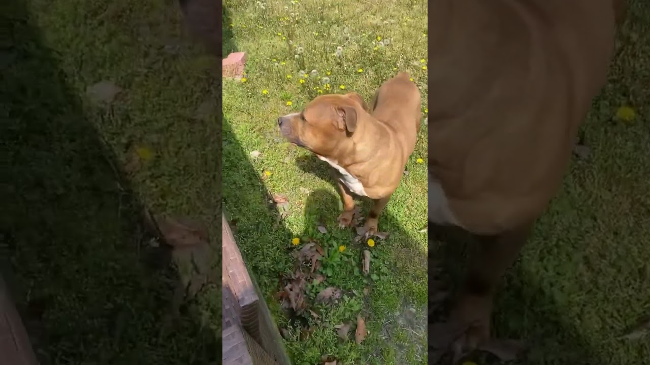 Indi hidin’ #dog #hideandseek #pitbull #youtuber #shorts #staffies