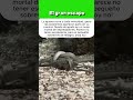 El gran escape