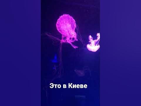 Музей медуз в Киеве - YouTube