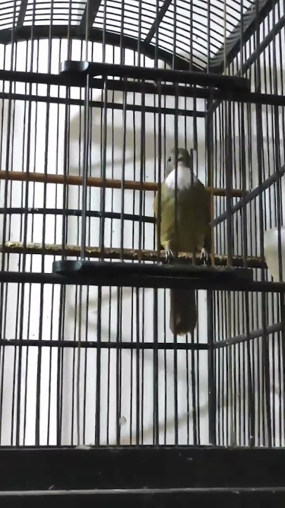 cucak jenggot gacor beset ngekek panjang #shorts