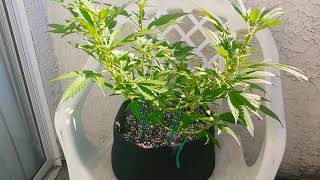 Flower time for the 5 clones gsc gg4 fpog bluegsc purple punch