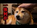 原因不明のSOSを送る柴犬・・・突然、息があがりパニックに・・・