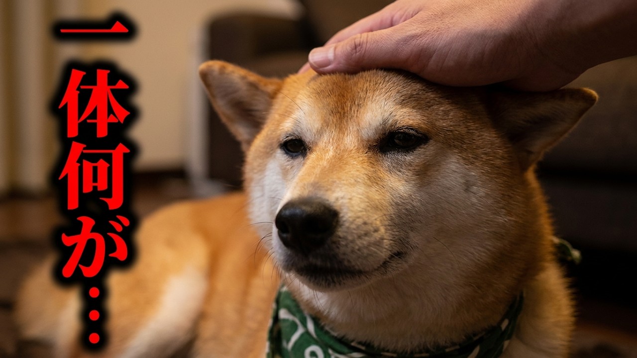 原因不明のSOSを送る柴犬・・・突然、息があがりパニックに・・・