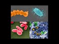 Going Beyond The Gut: The Future Of Microbiome Therapeutics