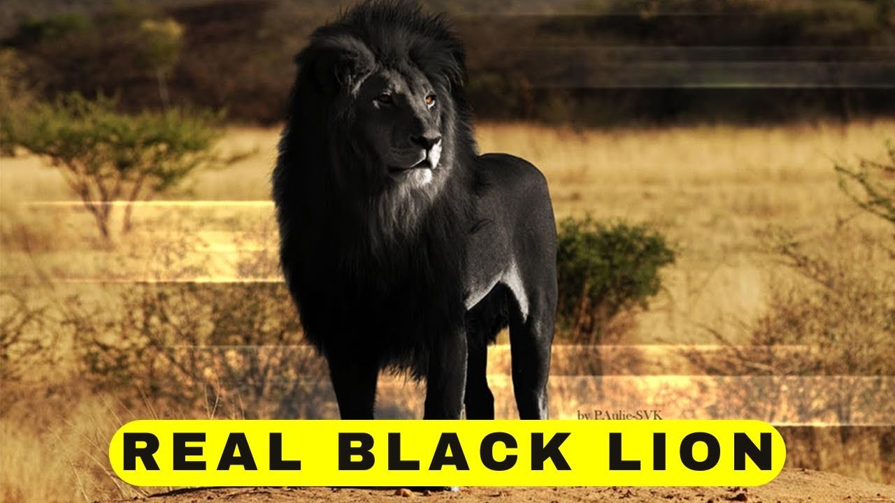 Это чёрный лев? Правда о тёмном льве.