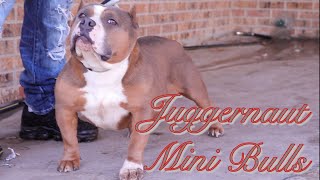Pups Born 61920 Extreme Pocket Bullies Juggernaut Mini Bulls Kennel Amador Bully Kennel