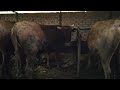 откорм бычков ,бычки стоят на откорме 3 месяца