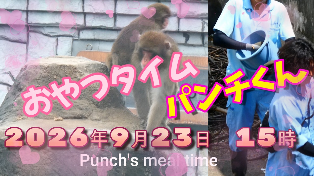 2026.9.23パンチくんPart2おやつタイム15：00Feeding time#punch