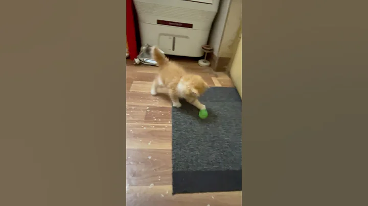 Watch the video about Brownie playtime #catplaytime #persiancat #funnycats #comedy #shortfeed #ytstudio #newyoutuber