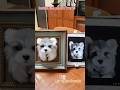 Install the photo frame, and the baby can be back with its mother! #woolencraft pets #diy #custom