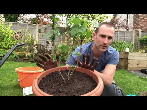 Video: Snøbærplanteinfo - når og hvor skal snøbærbusker plantes