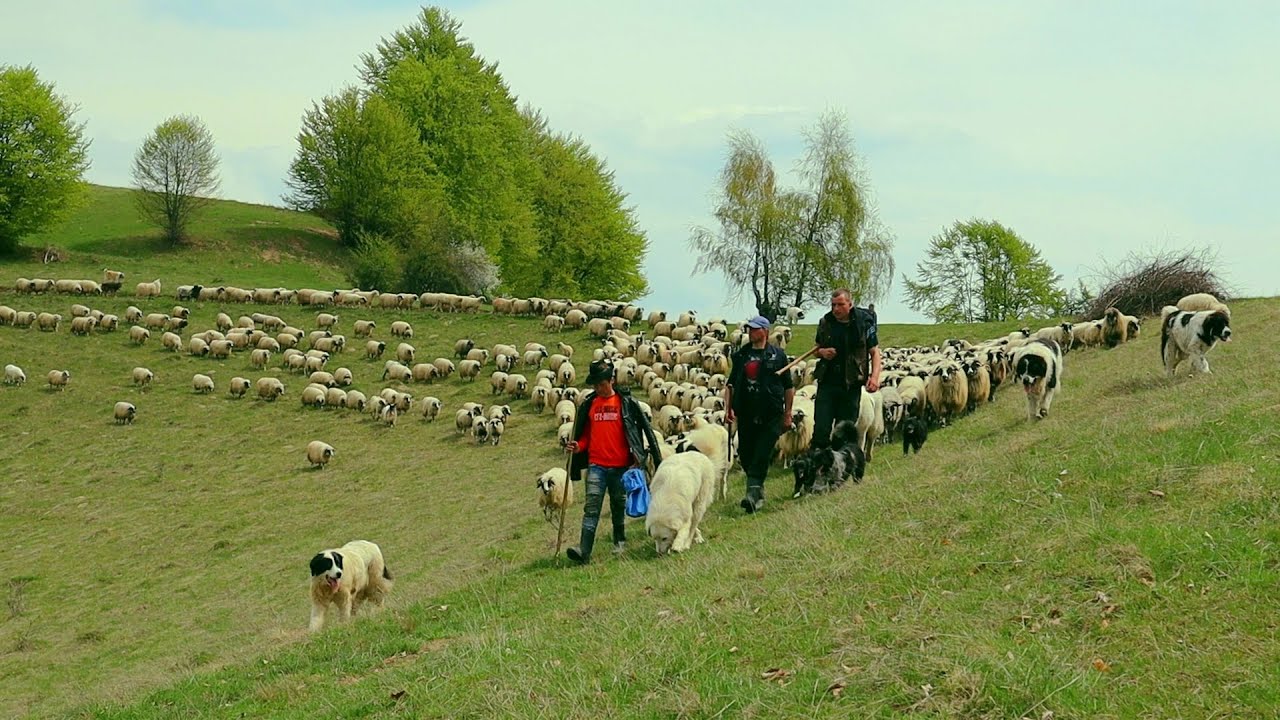 SÂMBRA OILOR la stâna din Crucea Opcinii a lui Liviu Dudău din Poienile Zagrei, jud. Bistrița 2022