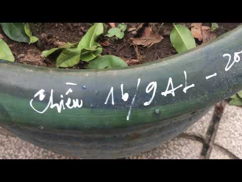 Video Ngày 16/9al lặt lá cây mai cúc 150 cánh cho ra bông... - youtube