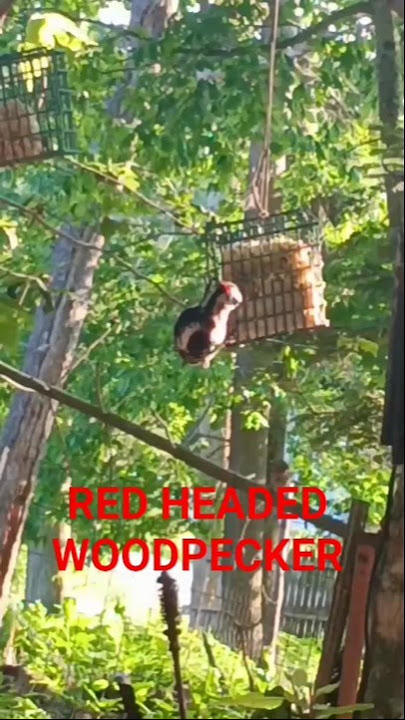 RED HEADED WOODPECKER #wildlife #woodpecker