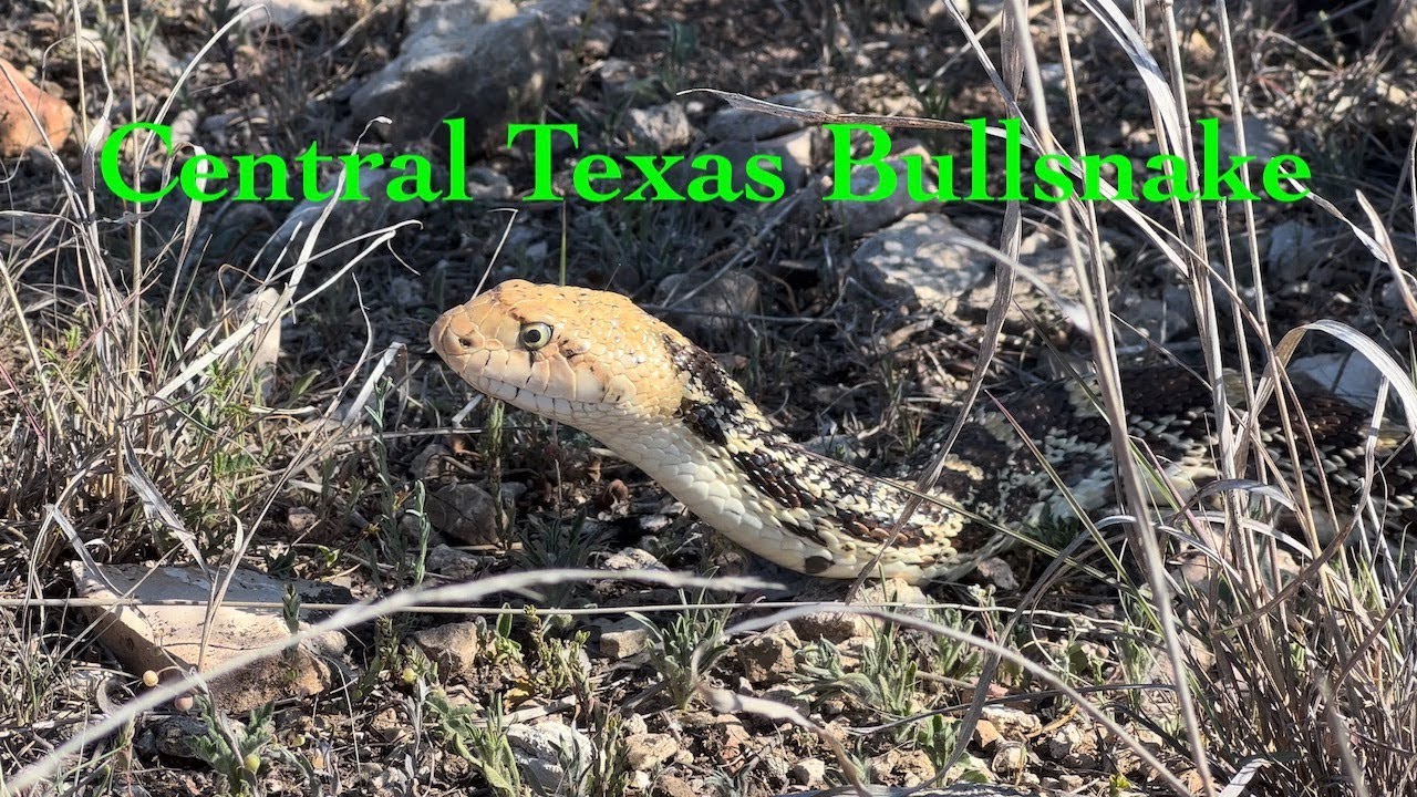 Bullsnake - Central Texas Example - West Kerr Ranch