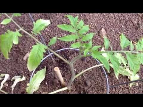 Video: Bílá barva listů na rostlinách rajčat – co způsobuje bílé listy rajčat