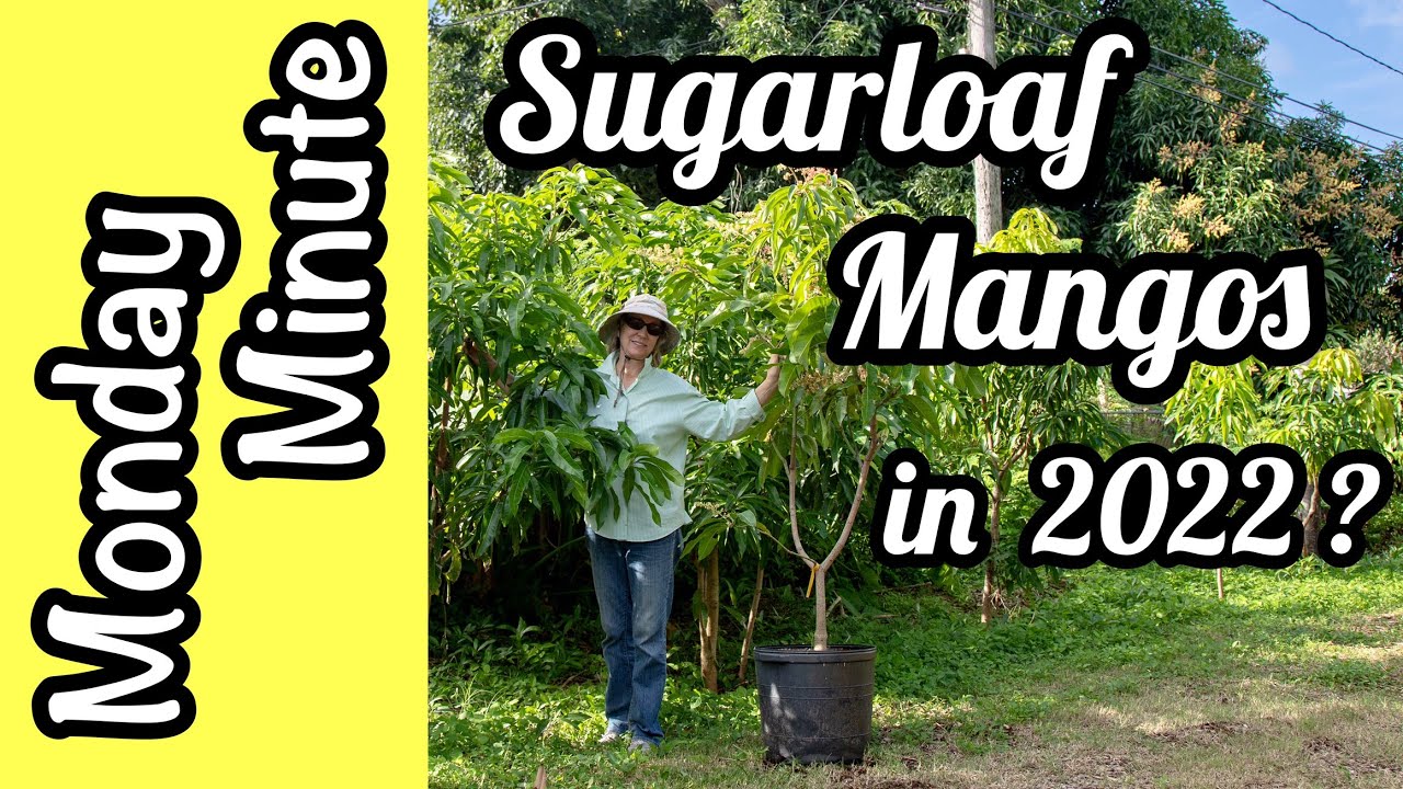 Monday Minute- 'Sugarloaf' Mangos in 2022?