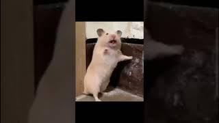 Famous not my video #fypシ #shorts #funny #funnyforme #rat ? #mouse ? #scream Profile