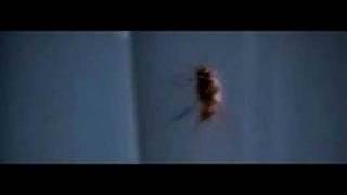 Pauls Bankovskis Mua  The Fly