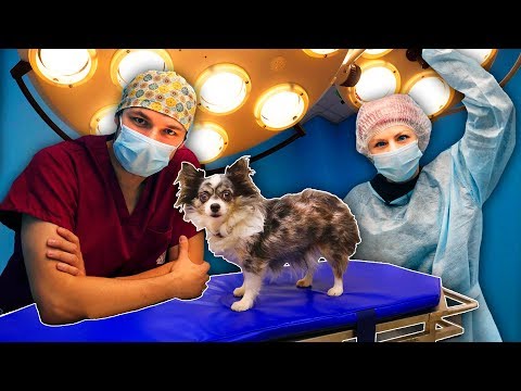 Видео: Доверили бы вы здоровье своего питомца помощнику ветеринара?