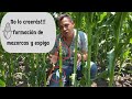 Formación de mazorcas y espigas en el cultivo de maíz. Diferenciación etapa v4 a v6. En el campo