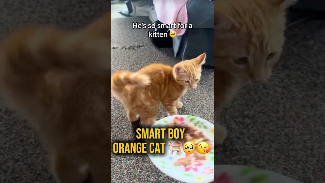 Милый и умный котенок 🥺🐱 