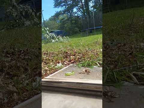 Rare Or Common Albino Daddy Long Legs I Found Arachnid