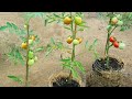 How to Grow Tomatoes to produce a lot of fruit in Straw at home