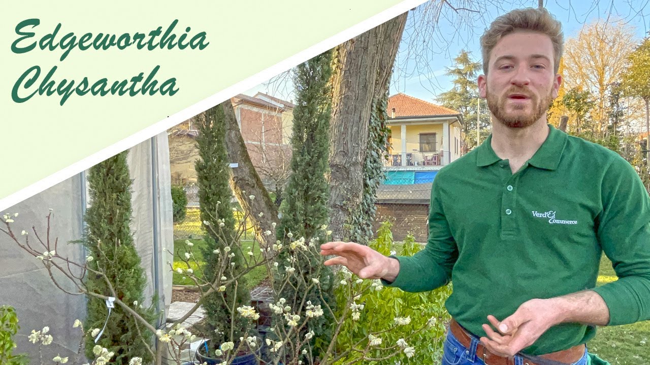 Edgeworthia Chrysantha - Bastone di San Giuseppe - YouTube