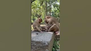 Grandmother is looking for lice for grandchildren #0129 #shorts