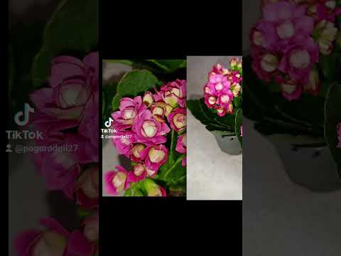 Каланхоэ Каландива Розе!
