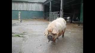 Selecting Good Kunekune Breeding Stock Counting The Teats When Selecting Breeding Pigs