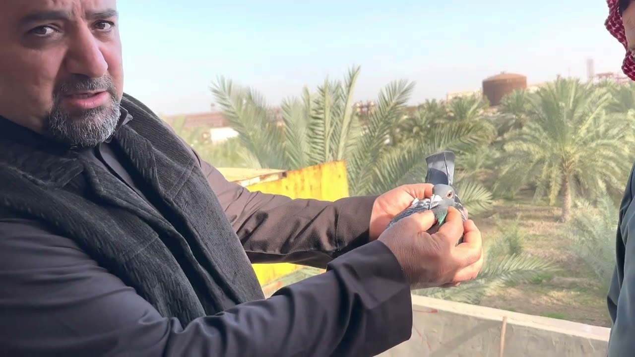 ابو نشوان يحرز مركز اول سباق مجمع البصره مسافة ٤٦٠ كيلو