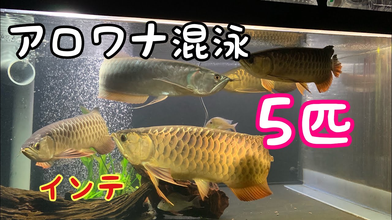 アジア4匹＋シルバー1匹 大きいアロワナ後入れでのパワーバランスは 