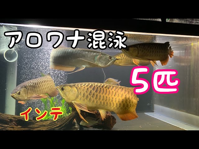 アジア4匹＋シルバー1匹 大きいアロワナ後入れでのパワーバランスは 