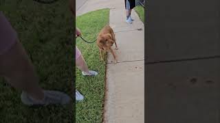 Golden Retriever's Halloween Decoration Startle