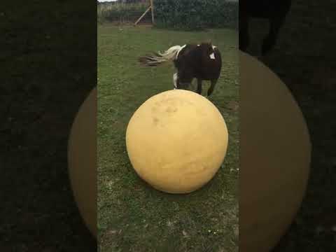 Young Pony Has Tons of Fun With Big Ball