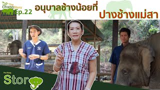 The Chang Story EP.22 อนุบาลช้างน้อยที่ปางช้าง l The Chang Channel