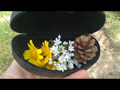 ათენში გაზაფხულის ყვავილები