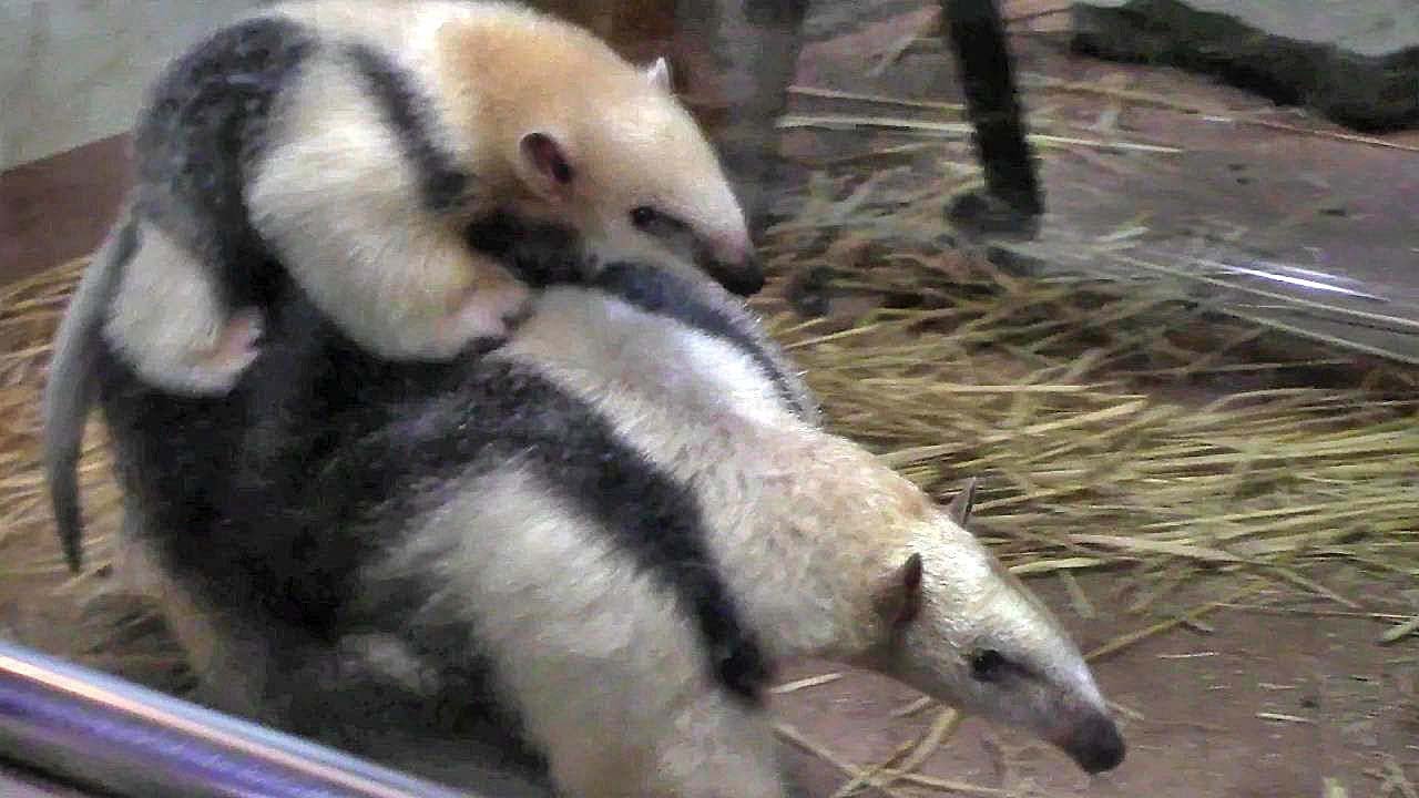 video phone beyonce mp3 ミナミコアリクイの親子「ナツ＆サン」②（上野動物園）Baby Southern Tamandua